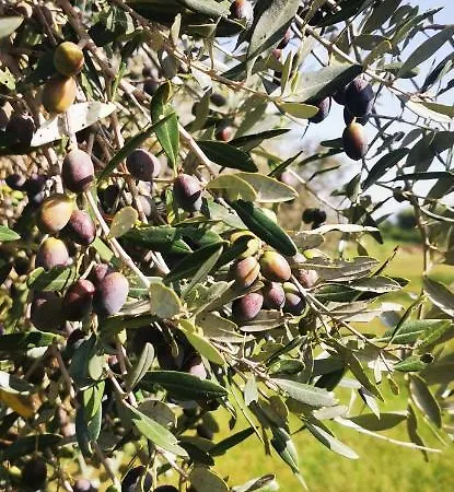 Azienda Agrituristica Baglio Carta 农家乐