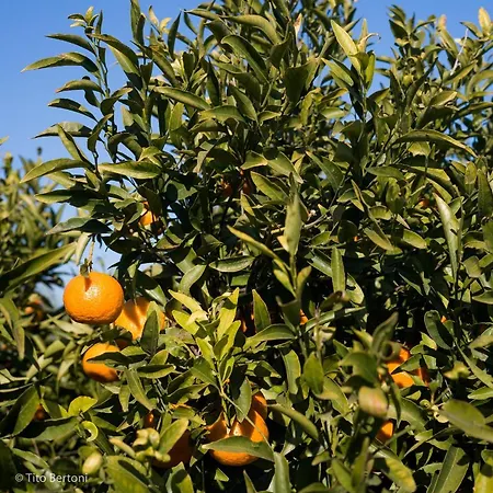 Azienda Agrituristica Baglio Carta * 巴莱斯特拉泰