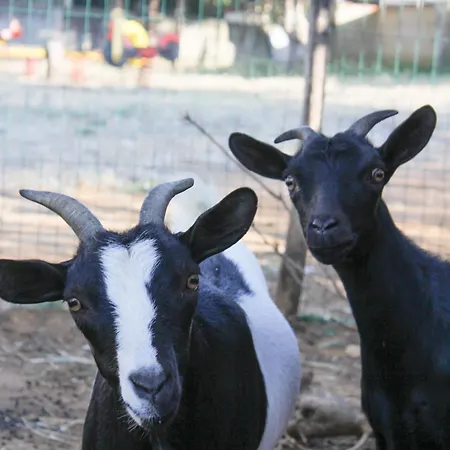 农家乐 Azienda Agrituristica Baglio Carta 巴莱斯特拉泰