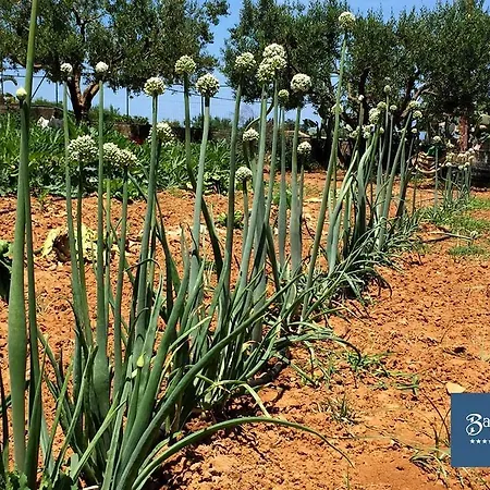 Azienda Agrituristica Baglio Carta 巴莱斯特拉泰