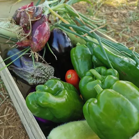 Azienda Agrituristica Baglio Carta * Balestrate