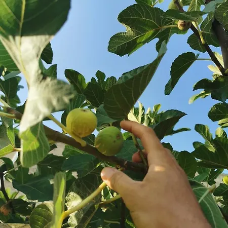 Azienda Agrituristica Baglio Carta Balestrate