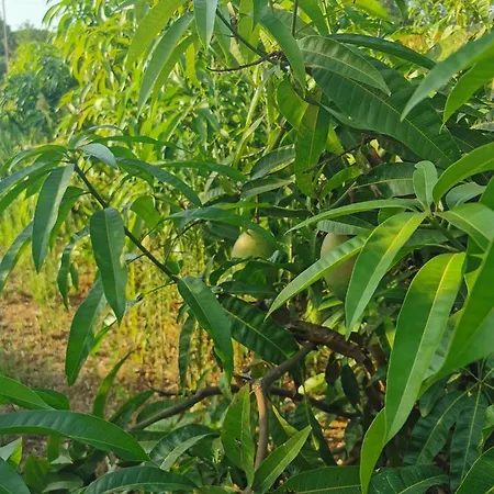 Azienda Agrituristica Baglio Carta Farm stay Balestrate